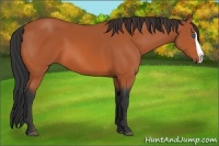 Horse Color:Bay Splash