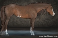 Horse Color:Liver Chestnut Sabino 