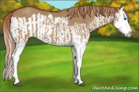 Horse Color:Red Dun Splash and Red Dun Splash