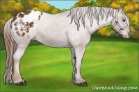 Horse Color:Chestnut Appaloosa 
