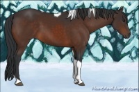 Horse Color:Bay Tobiano 