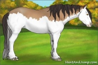 Horse Color:Amber Champagne Splash 