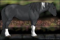 Horse Color:Black Tobiano 