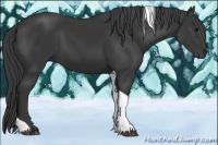 Horse Color:Black Tobiano 