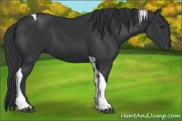 Horse Color:Black Tobiano 