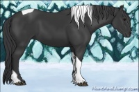 Horse Color:Black Tobiano 