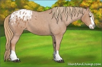 Horse Color:Chestnut Splash Appaloosa