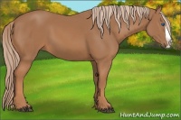Horse Color:Chestnut Splash 