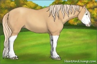 Horse Color:Gold Champagne Splash