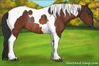 Horse Color:Bay Tobiano Rabicano 