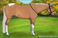 Horse Color:Silver Bay Tobiano