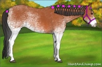Horse Color:White Spotted Bay 