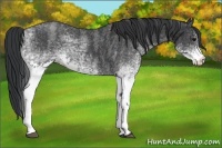 Horse Color:White Spotted Blue Roan Rabicano  Brindle