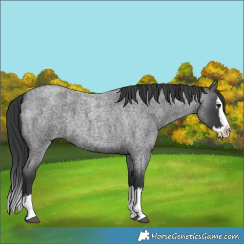 Horse Color:Blue Roan Splash 