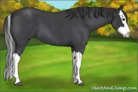 Horse Color:Blue Roan Splash 