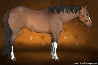 Horse Color:Bay 