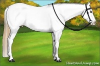Horse Color:Buckskin Appaloosa 