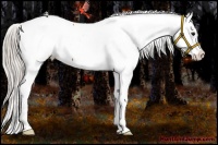 Horse Color:Silver Bay Appaloosa 