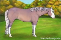 Horse Color:Watercolor Silver Buckskin Splash 