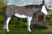 Horse Color:Grullo Sabino Splash