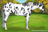 Horse Color:White Spotted Black Appaloosa