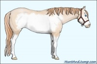Horse Color:Buckskin Pearl Splash Frame 