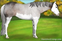 Horse Color:Liver Chestnut Splash