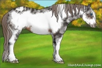 Horse Color:Brown Splash Frame Appaloosa