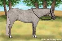 Horse Color:Silver Grullo Roan Rabicano