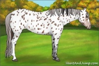 Horse Color:Bay Appaloosa 