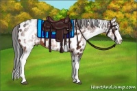 Horse Color:White Spotted Bay Splash Appaloosa
