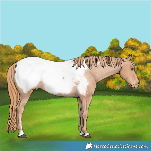 Horse Color:Chestnut Appaloosa 