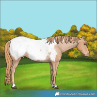 Horse Color:Chestnut Snowcap
