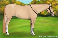 Horse Color:Gold Champagne Tobiano