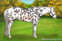 Horse Color:Brown Appaloosa 