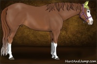 Horse Color:Chestnut Sabino Splash 