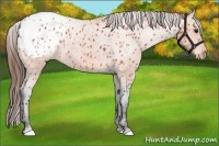 Horse Color:Bay Appaloosa Rabicano 
