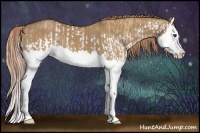 Horse Color:Red Dun Splash and Red Dun Splash