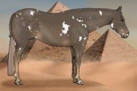 Horse Color:White Spotted Chocolate Palomino