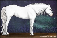 Horse Color:Silver Black Appaloosa 