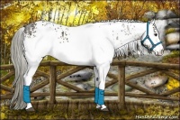 Horse Color:White Spotted Liver Chestnut 