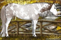 Horse Color:White Spotted Liver Chestnut Splash 
