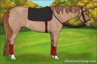 Horse Color:Red Roan 