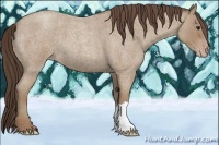 Horse Color:Classic Champagne Roan 