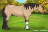 Horse Color:Bay Roan Dun