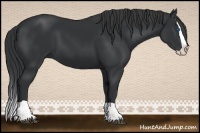 Horse Color:Black Splash