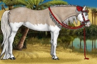 Horse Color:Silver Buckskin Roan Splash 