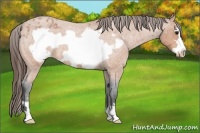 Horse Color:Bay Roan Frame Appaloosa