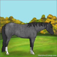Horse Color:Blue Roan 