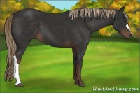 Horse Color:Liver Chestnut 